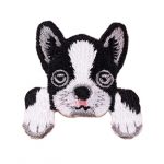 Boston terrier